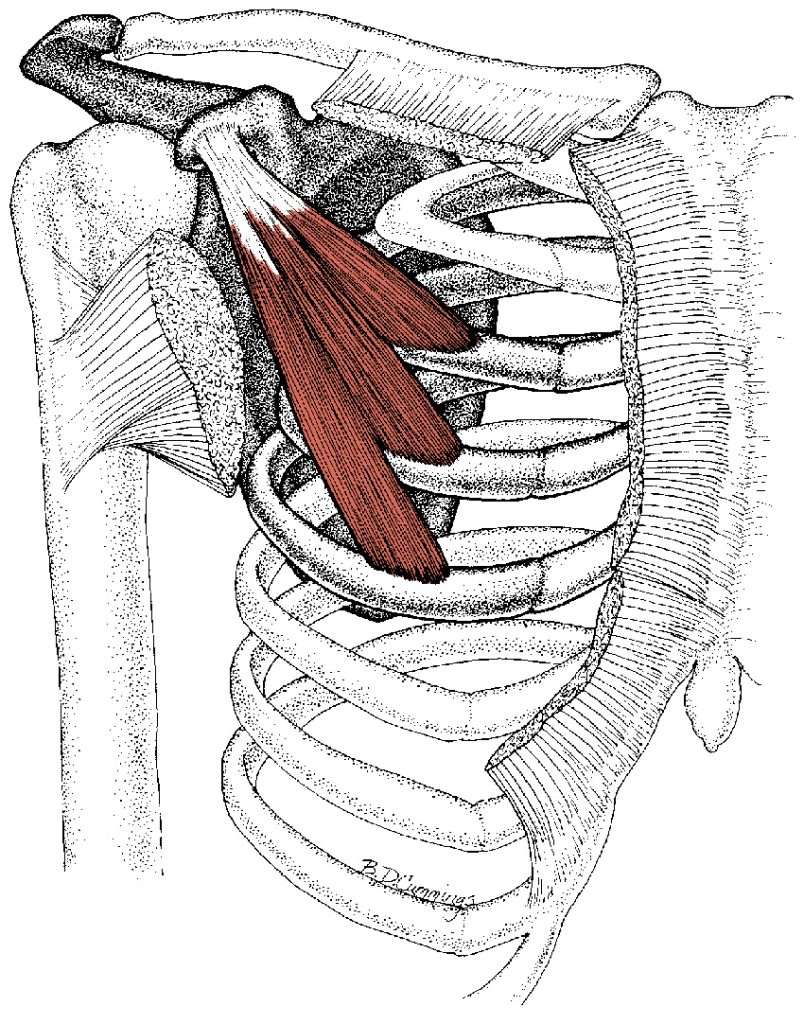 Pectoralis Minor