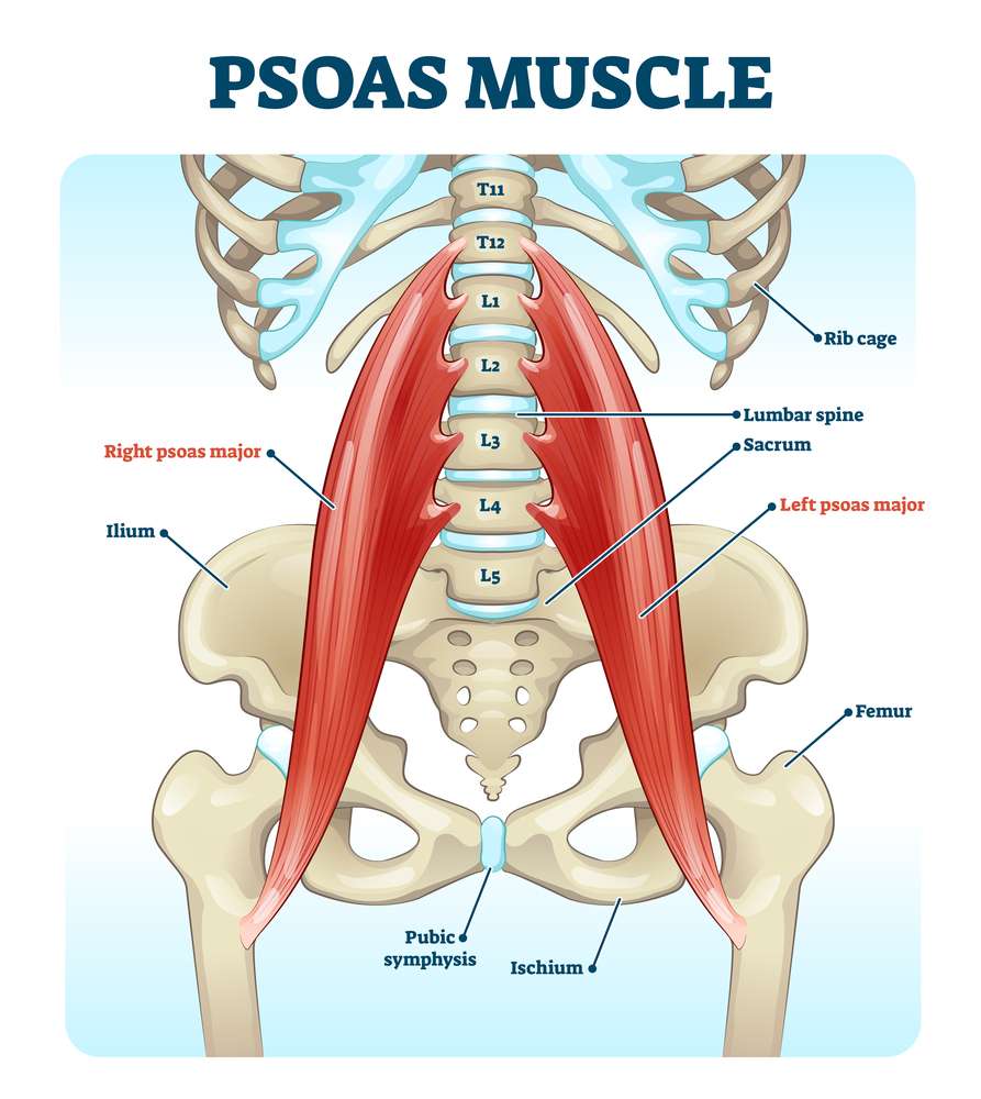 Psoas muscle medical vector illustration diagram