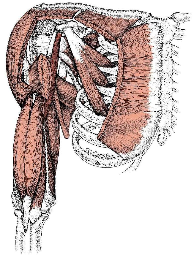 Rotator Cuff