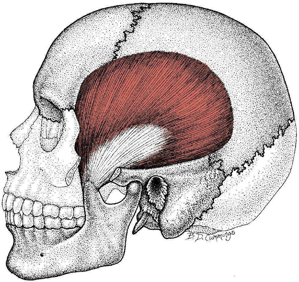 Temporalis