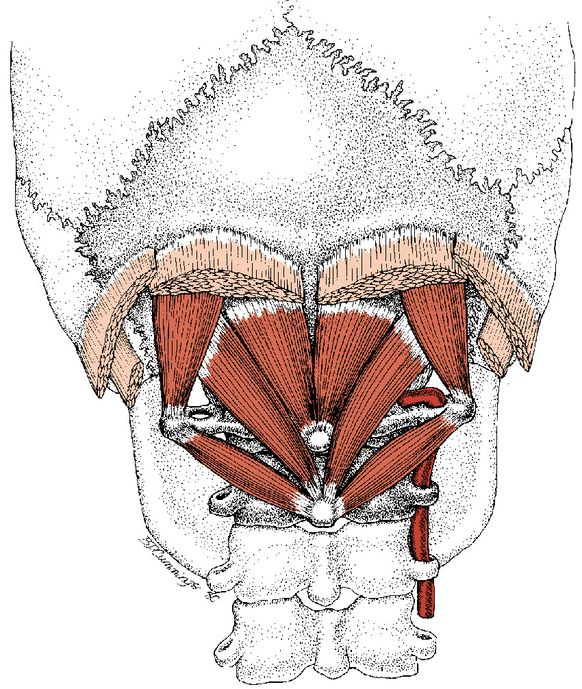 Suboccipital Self Massage: A Guide to Easing Tension  Headaches