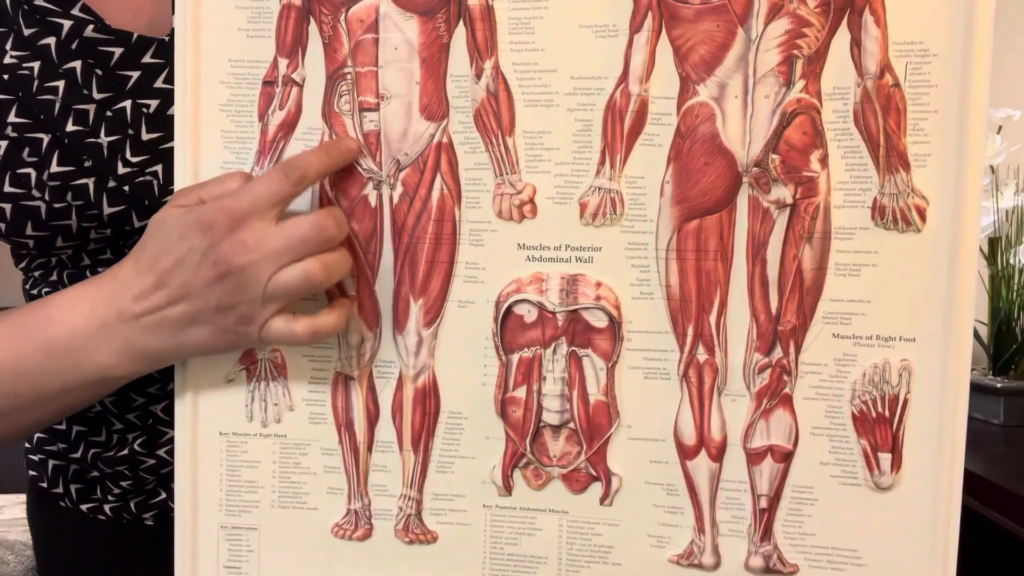 Diagram of the hip flexors