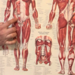 Diagram of the hip flexors